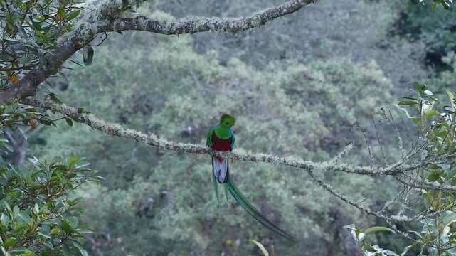 resplendent quetzal male on lichens covered branch 357a