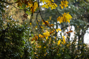 Autumn forest with colored leaves, fall season. Blurred background