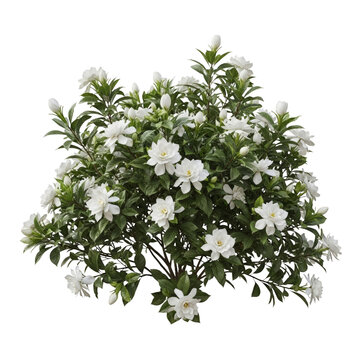 Gardenia bush with white flowers isolated on a transparent background