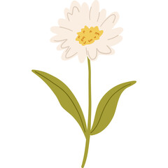 Delicate White Daisy Flower With Green Stem and Leaves Against White Background Vector Illustration