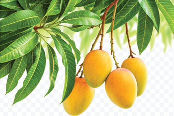 realistic fresh ripe mangoes hanging on branch with green leaves in different style isolated on transparent background	
