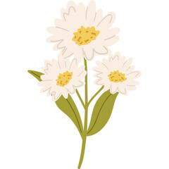 Delicate White Daisy Flowers with Yellow Centers and Green Stems on Transparent Background Simple Botanical Illustration