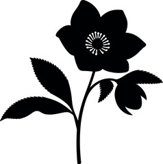 Black hellebore flower silhouette white
