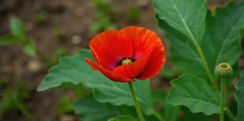 Fototapeta premium A single, bright red poppy stands out amongst green foliage in a shaded woodland path A close up of a single, bright red poppy in full bloom. It is surrounded by rich green leaves and shadowed