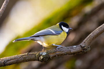 blue tit on the wood branch