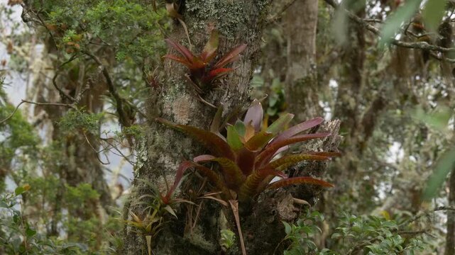 bromeliads, lichen and moss on branches of rainforest trees 199