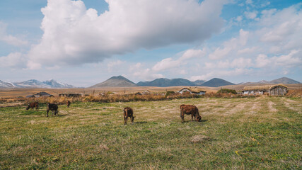 Cows Grazing in a Vast Rural Landscape with Distant Hills