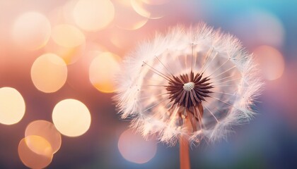 close up macro of single dandelion seed head with soft pastel bokeh minimal nature and wellness background