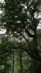 Tall trees and lush greenery in tropical forest