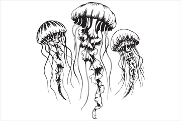 Jellyfish Line Art Vector Illustration