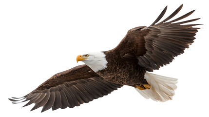 Obraz premium bald eagle soaring majestically, wings outstretched, isolated on white background