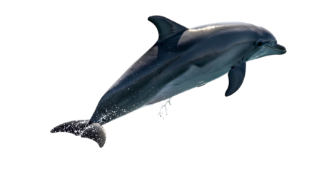 A beautiful bottlenose dolphin jumping isolated on a white background.