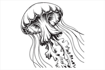 Jellyfish Line Art Vector Illustration