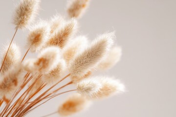 Obraz premium Dry grass close up. Selective focus. Beautiful withered plants on white. Creamy colour dried grass on white. Abstract brown flowers, herbs. Pastel natural colors. Neutral Earth tones. Pampas, seeds