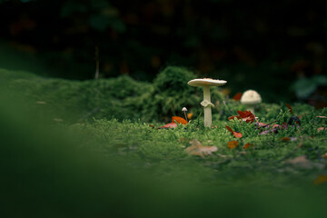 White mushrooms growing on green moss in autumn forest  
