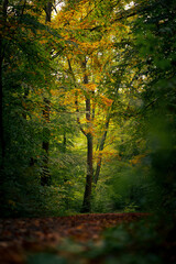 Autumn forest with golden leaves and soft natural light  