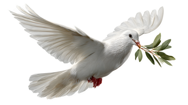 dove flying with olive branch in beak, peace symbol, isolated on white background