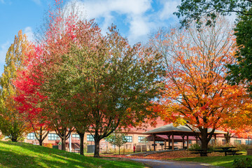 Vibrant autumn trees with colorful foliage in Arsenal Park in Watertown, Massachusetts, USA
