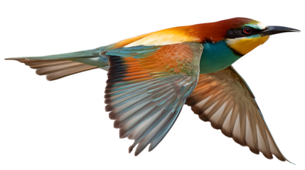 flying European bee-eater bird with colorful plumage, isolated on white background