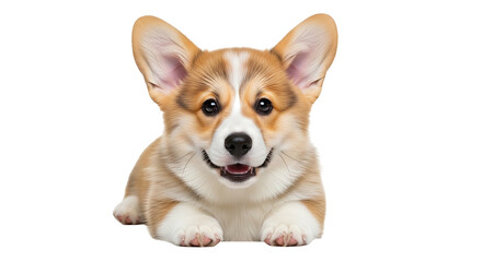 Adorable Pembroke Welsh Corgi puppy lying down isolated on a white background.