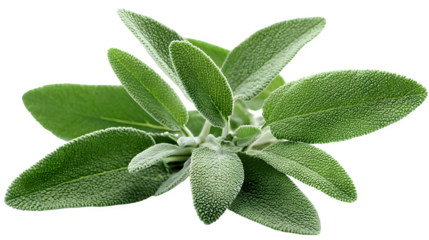 fresh sage herb sprig with green velvety leaves, aromatic culinary plant, isolated on white background