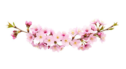 Beautiful pink cherry blossom branch isolated on a white background.