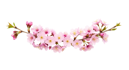 Beautiful pink cherry blossom branch isolated on a white background.