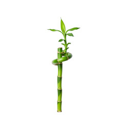 Twisted Lucky Bamboo Plant isolated on a transparent background