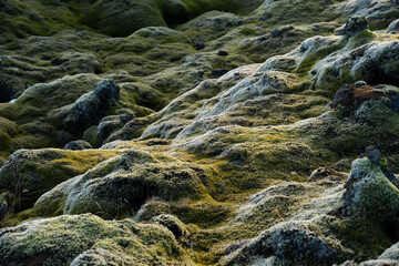 Mossy mounds create a natural, textured landscape, organic and untouched.
