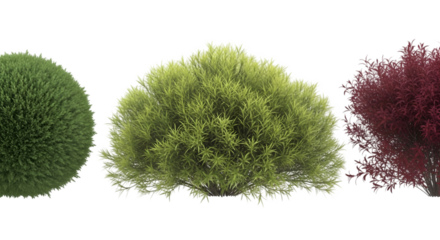 Three Different Shaped Bushes on White Background (428