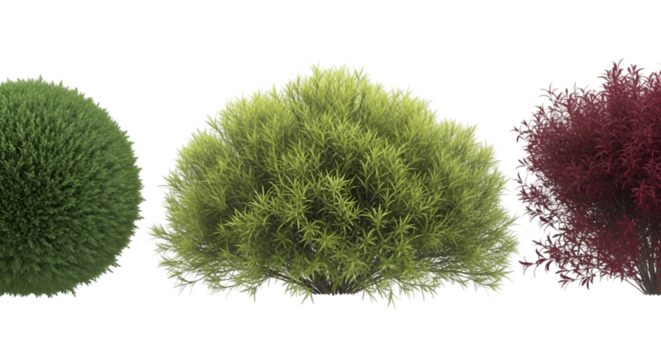 Three Different Shaped Bushes on White Background (428