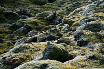 Moss-covered rocks create a textured, undulating landscape of green and gold.