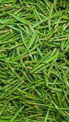 green spruce needles with visible details. background or texture