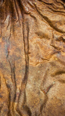 brown hat of a dried mushroom. background