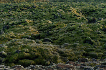 Rolling hills of soft green moss cover a rocky landscape in Iceland.
