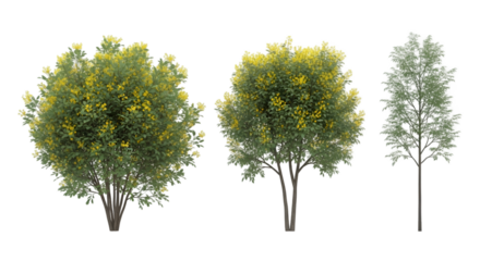 Three Different Trees with Green Foliage and Yellow Flowers on Black Background