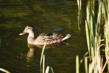 duck on the water