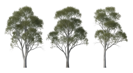 Three Eucalyptus Trees on Black Background gum tree