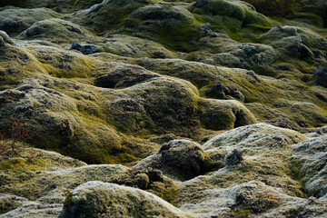 A landscape covered with moss, a textured, green, and unique environment.