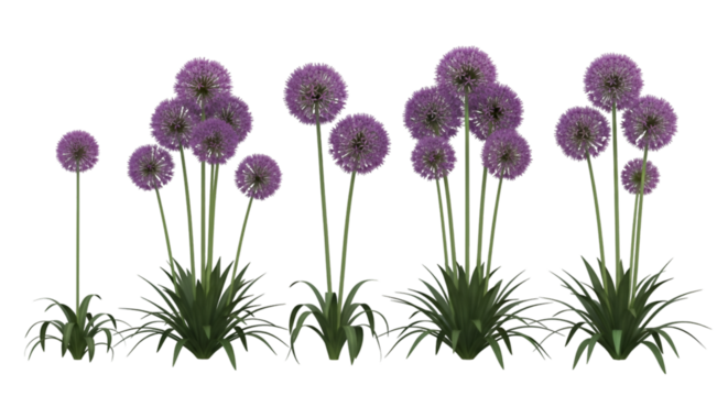 Purple Allium Flowers in Various Growth Stages purple flowers