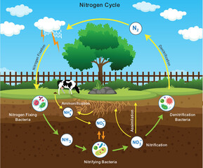 Nitrogen Cycle with Nitrogen Fixation Process Explained for Biology and Environmental Study