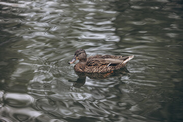 A detailed photograph of a wild duck gracefully swimming on calm reflective water surface – natural wildlife photography. Perfect for nature, wildlife, and environmental themes.