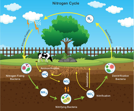 Nitrogen Cycle with Nitrogen Fixation Process Explained for Biology and Environmental Study