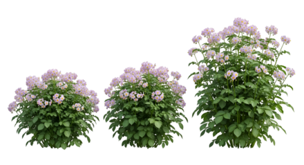 Three Flowering Potato Plants on Black Background bush
