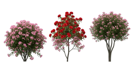 Three Flowering Shrubs with Pink and Red Blooms on Black Background