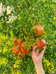 Hand reaching to pick ripe orange from Citrus sinensis tree with green leaves in Antalya, Turkey. High quality photograph