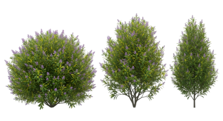 Three Flowering Shrubs with Purple Blossoms Keywords: shrub, bush, flowering, purple, blossoms