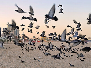 Flock of pigeons takes off from a sandy beach against the backdrop of Tel Aviv's morning skyline. Israel
