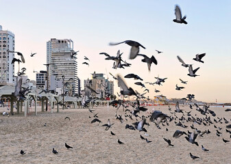 Flock of pigeons takes off from a sandy beach against the backdrop of Tel Aviv's morning skyline. Israel
