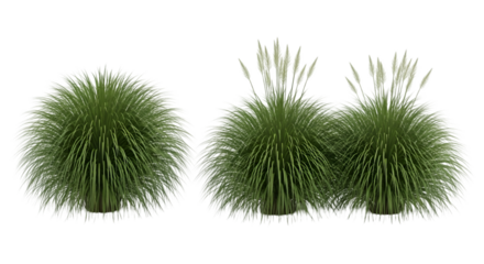 Round Green Grass Tufts with White Plumes on Transparent Background